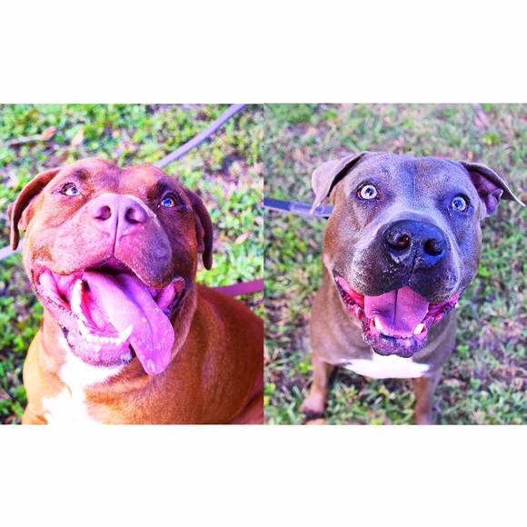 Meet your Posher, Sam - Picture 1 of 1